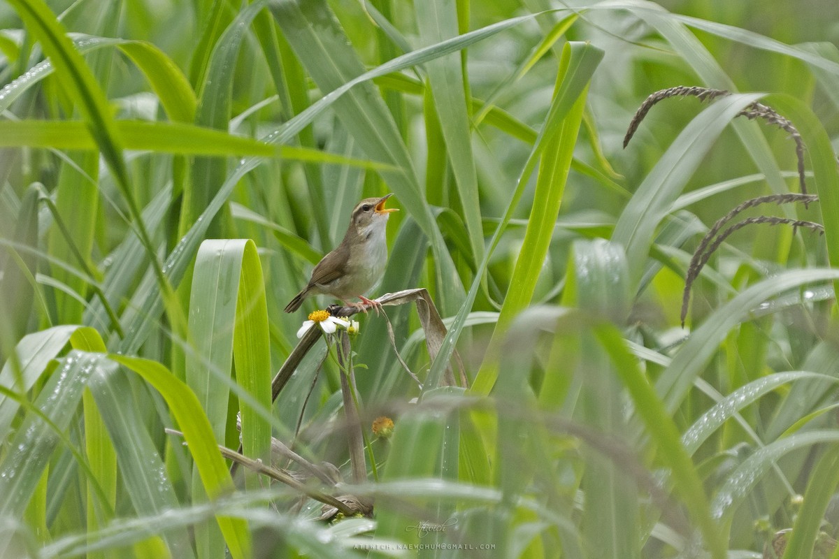Pale-footed Bush Warbler - ML636695993