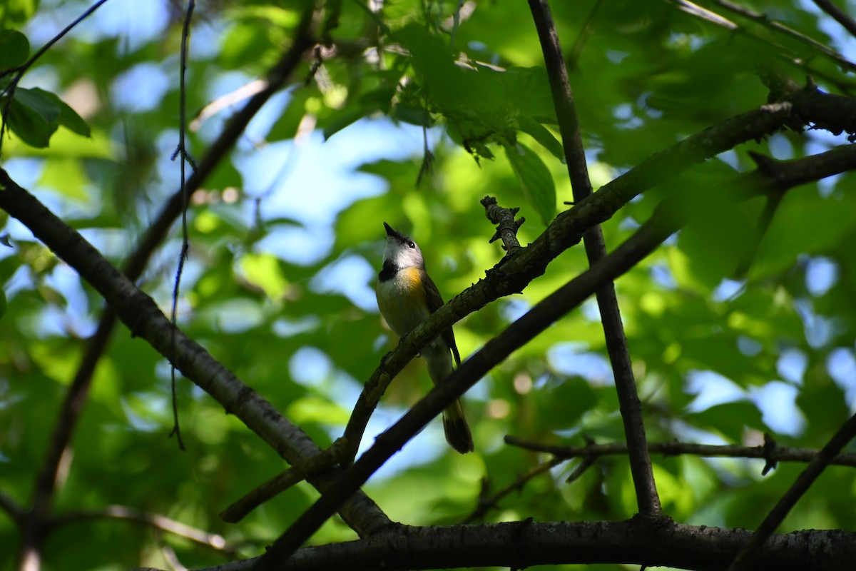 American Redstart - ML636696059