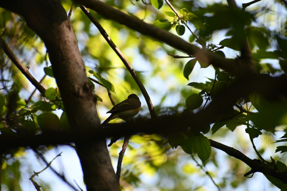 American Redstart - ML636696071
