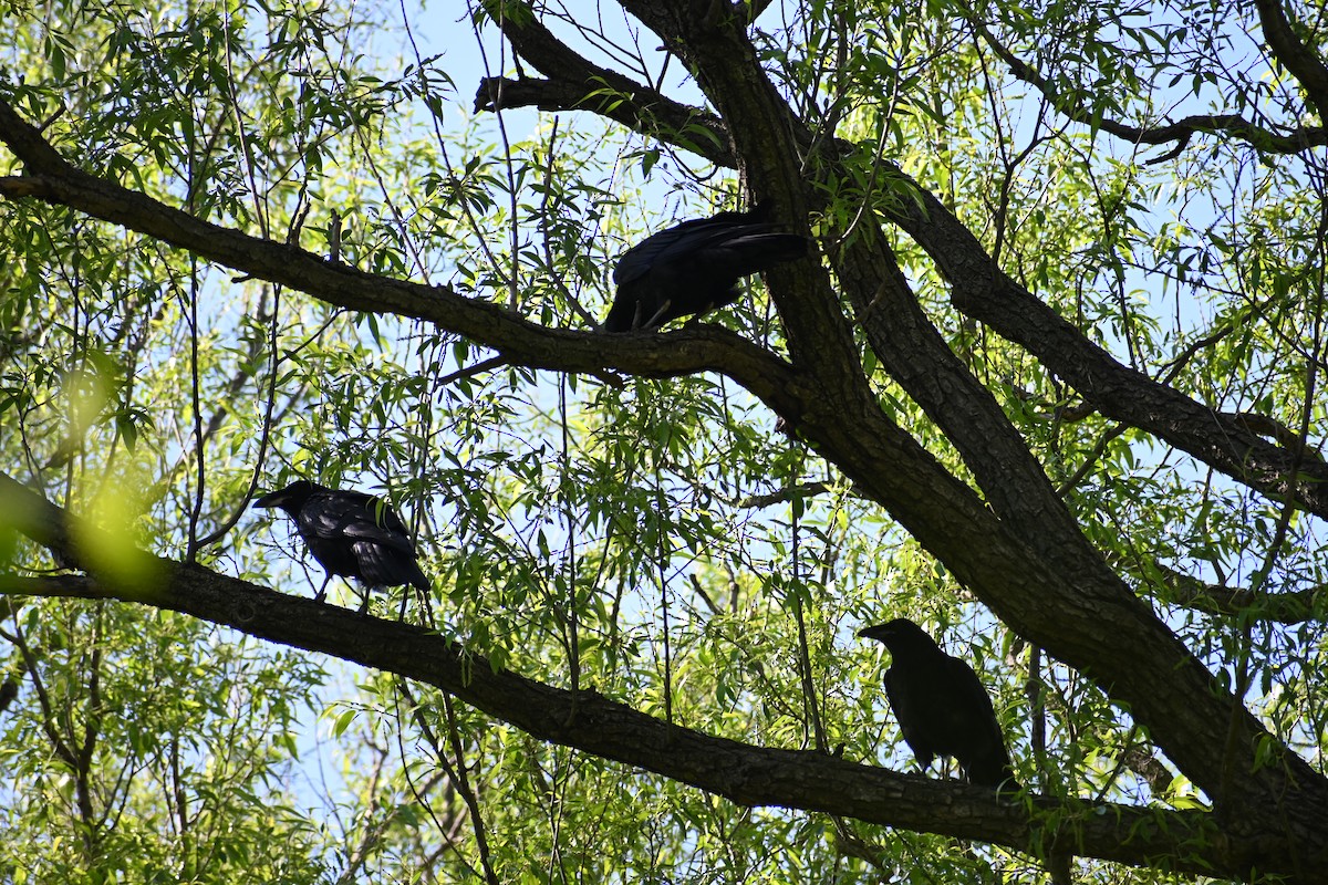 Common Raven - ML636696085
