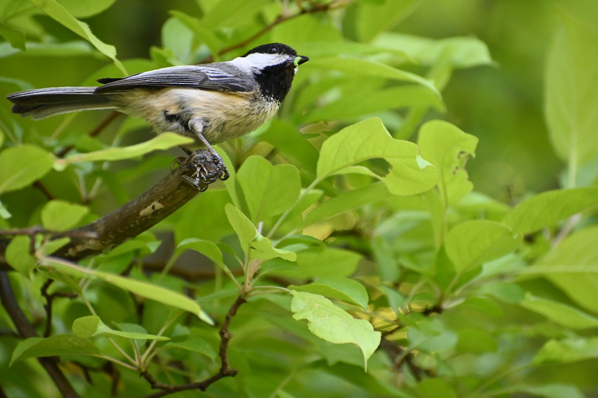 Black-capped Chickadee - ML636696094