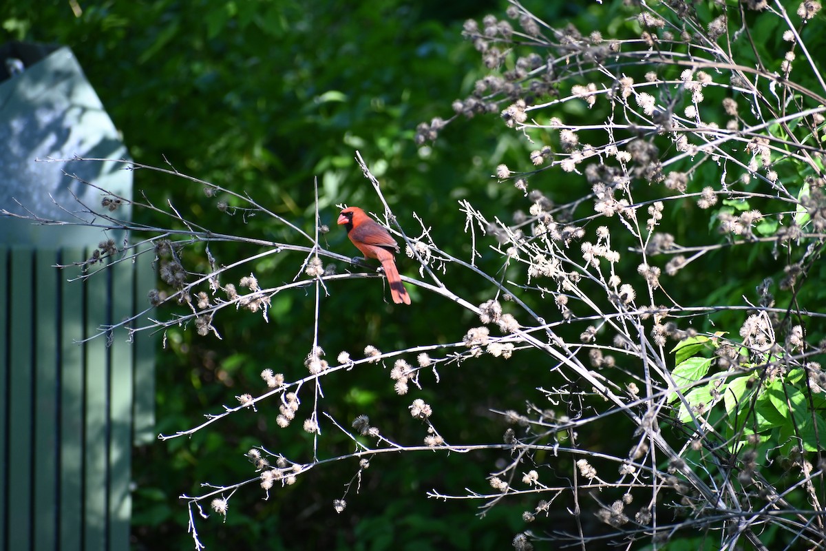 Northern Cardinal - ML636696229