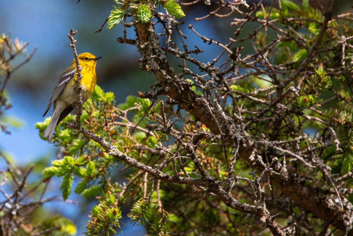 Pine Warbler - ML636696272