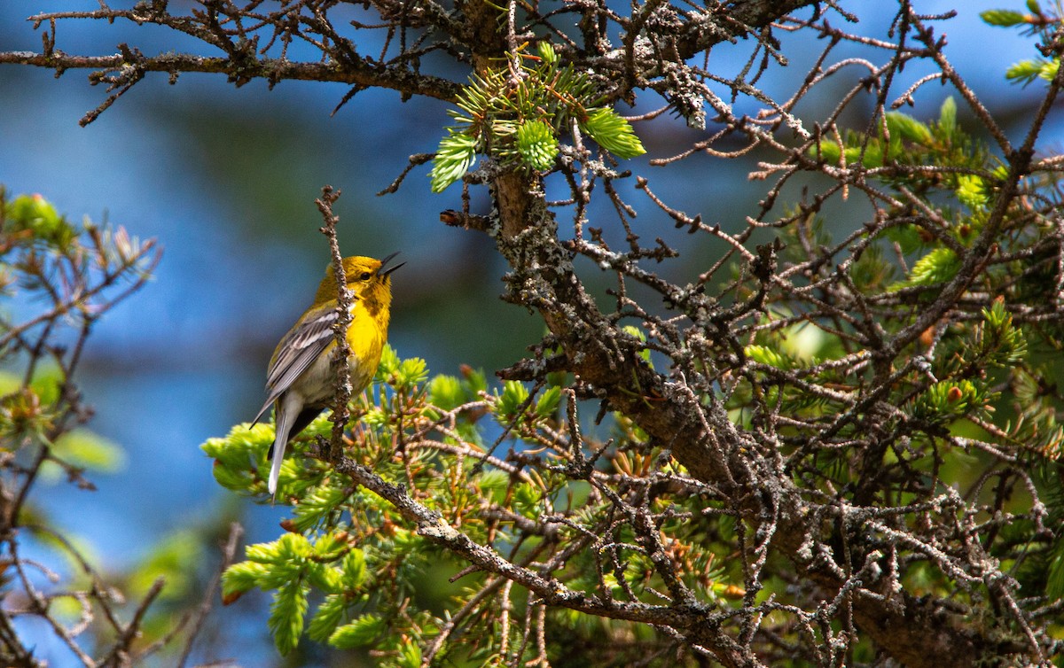 Pine Warbler - ML636696273