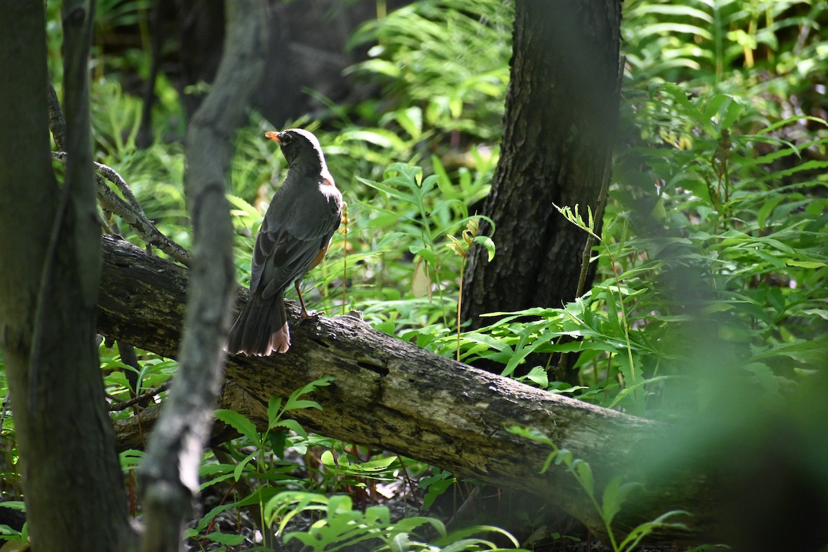 American Robin - ML636696305