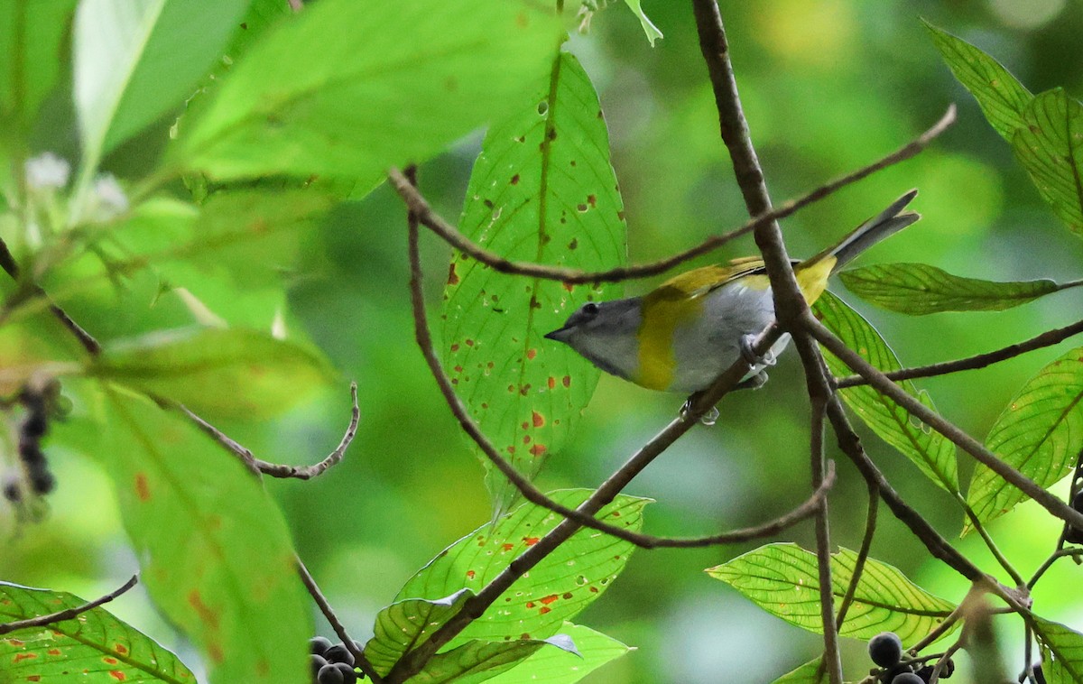 Ashy-throated Chlorospingus - ML636696313