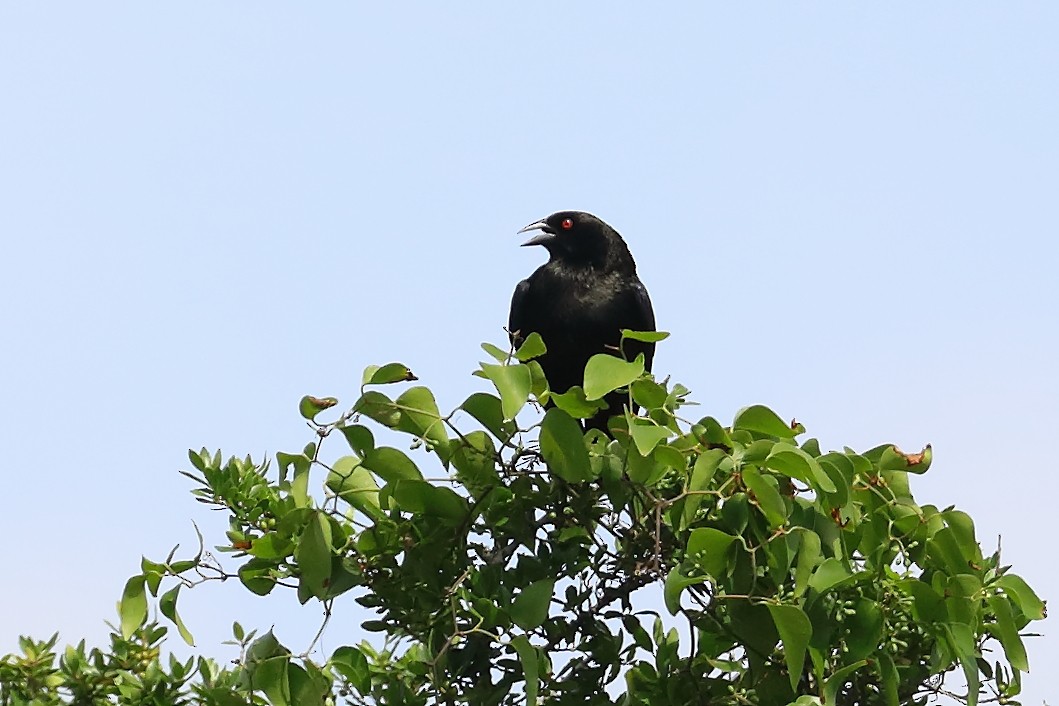 Bronzed Cowbird - ML636696323