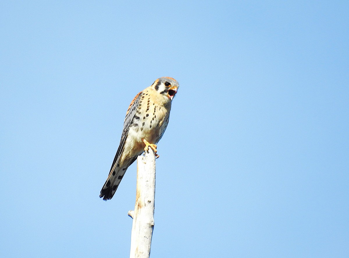 American Kestrel - ML636696341