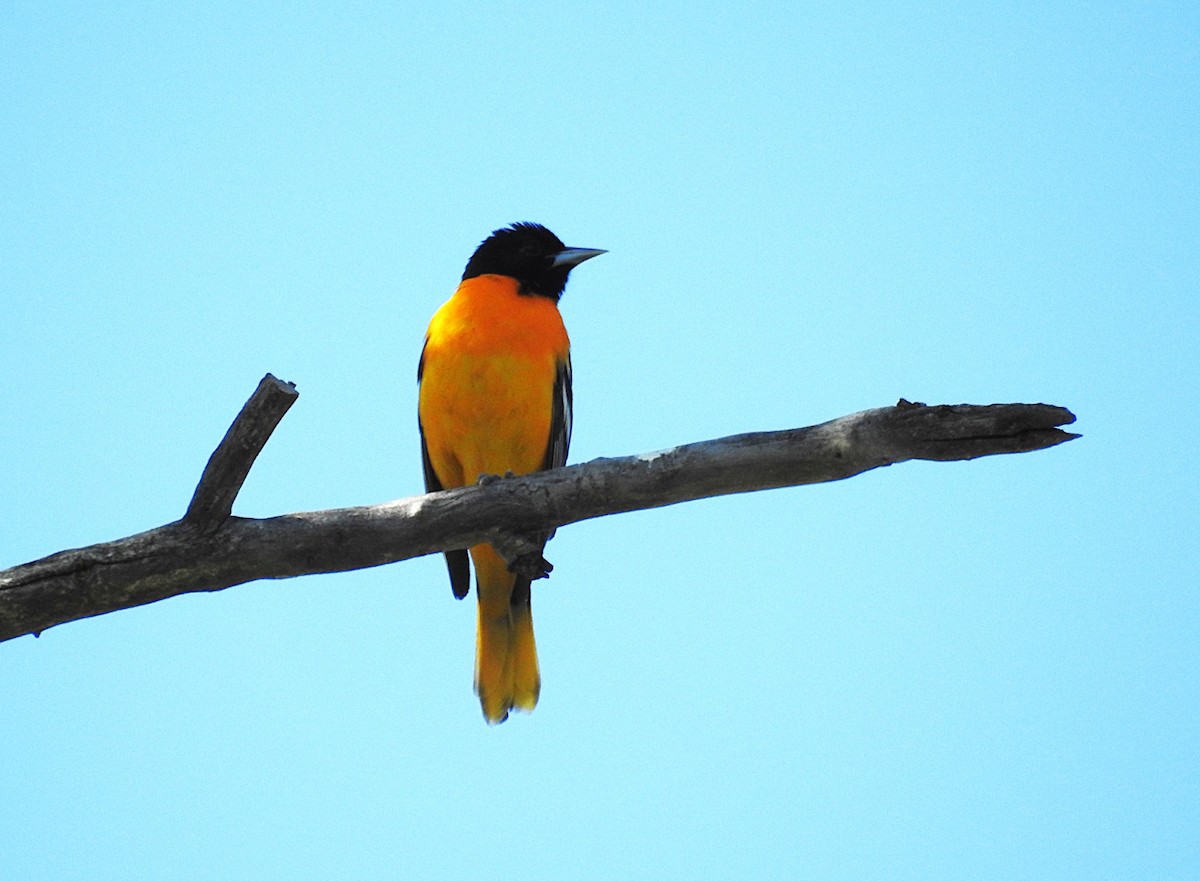 Baltimore Oriole - ML636696345