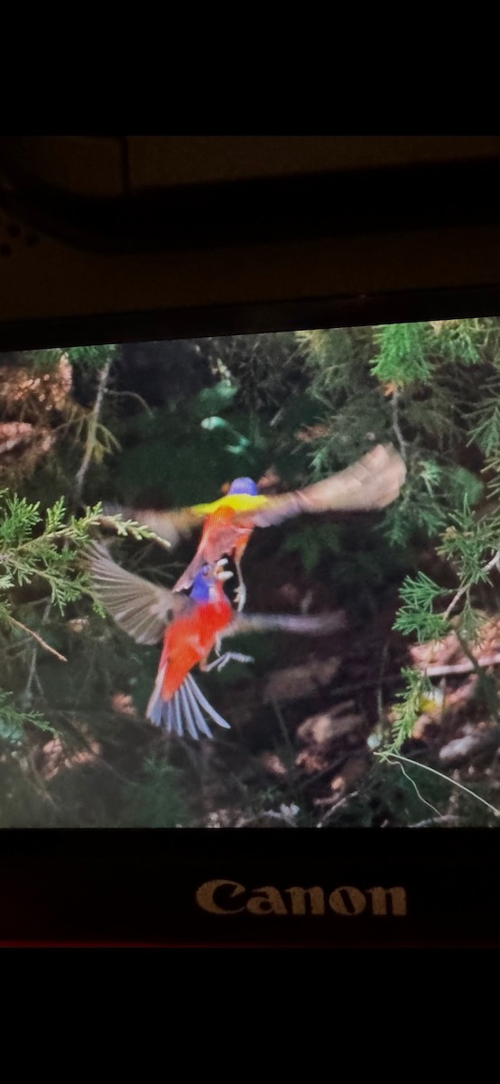 Painted Bunting - ML636696349