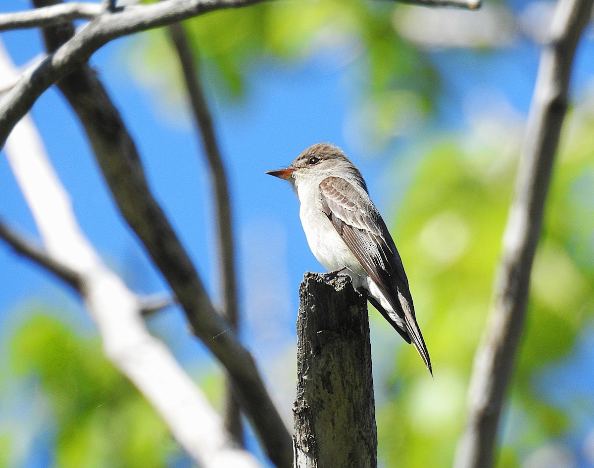 Western Wood-Pewee - ML636696371