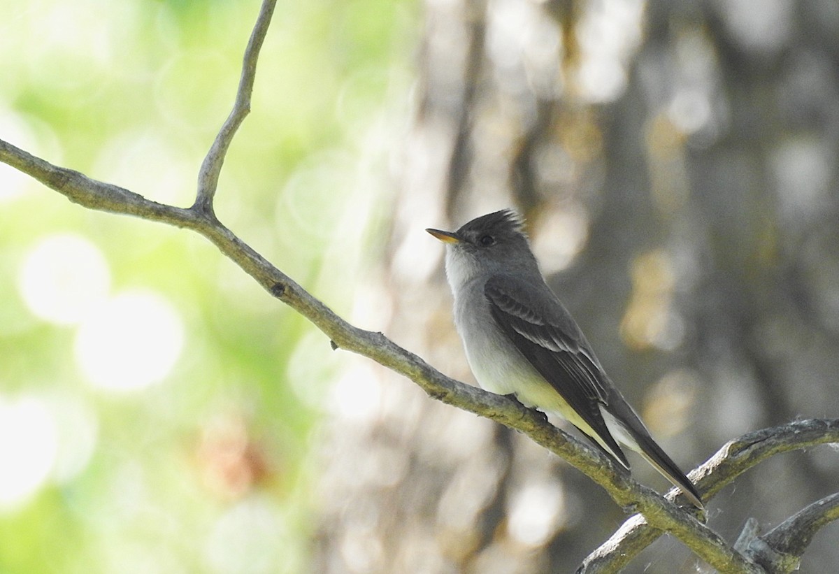 Western Wood-Pewee - ML636696372