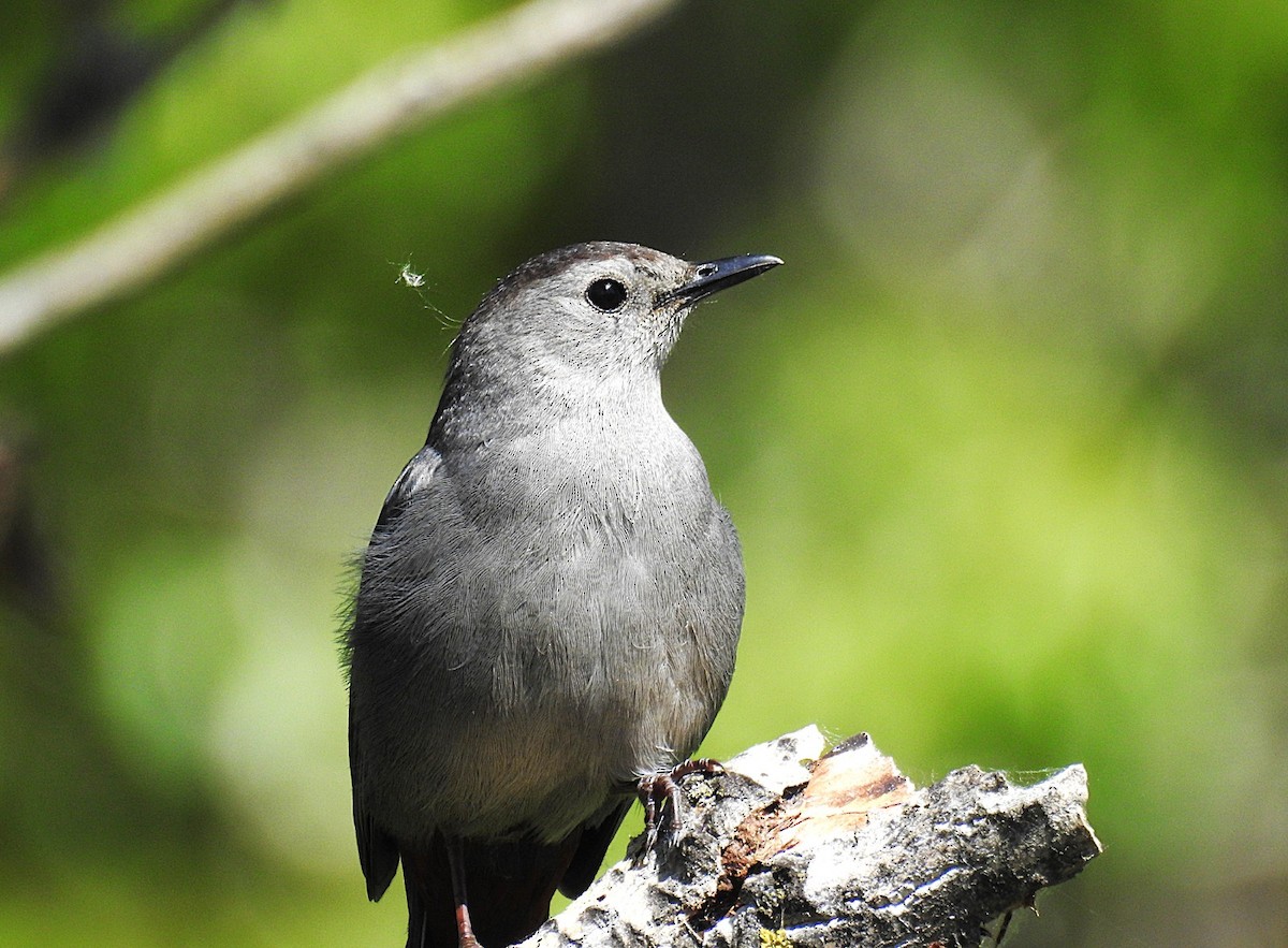 Gray Catbird - ML636696382