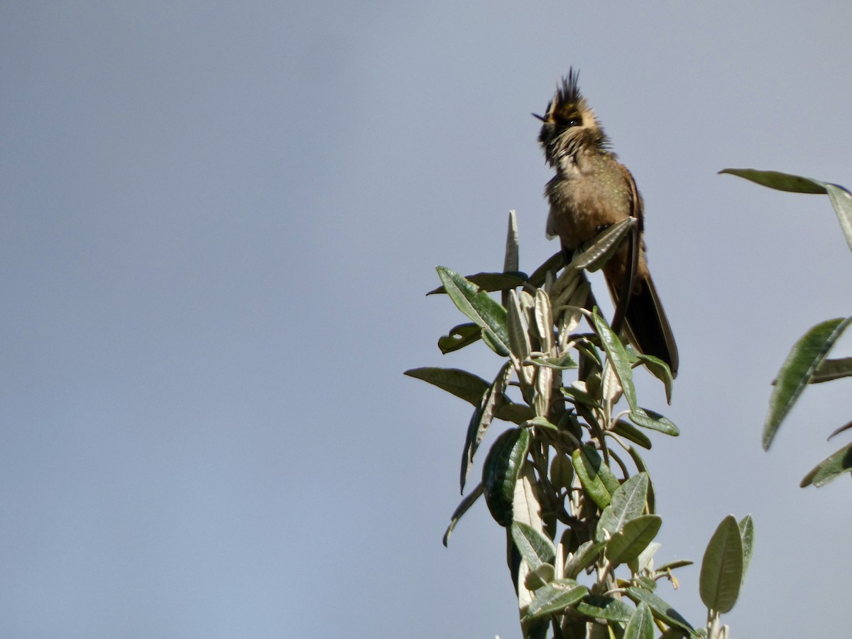 Buffy Helmetcrest - ML636696401