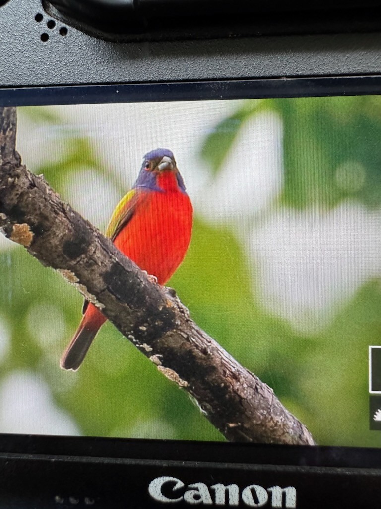 Painted Bunting - ML636696427