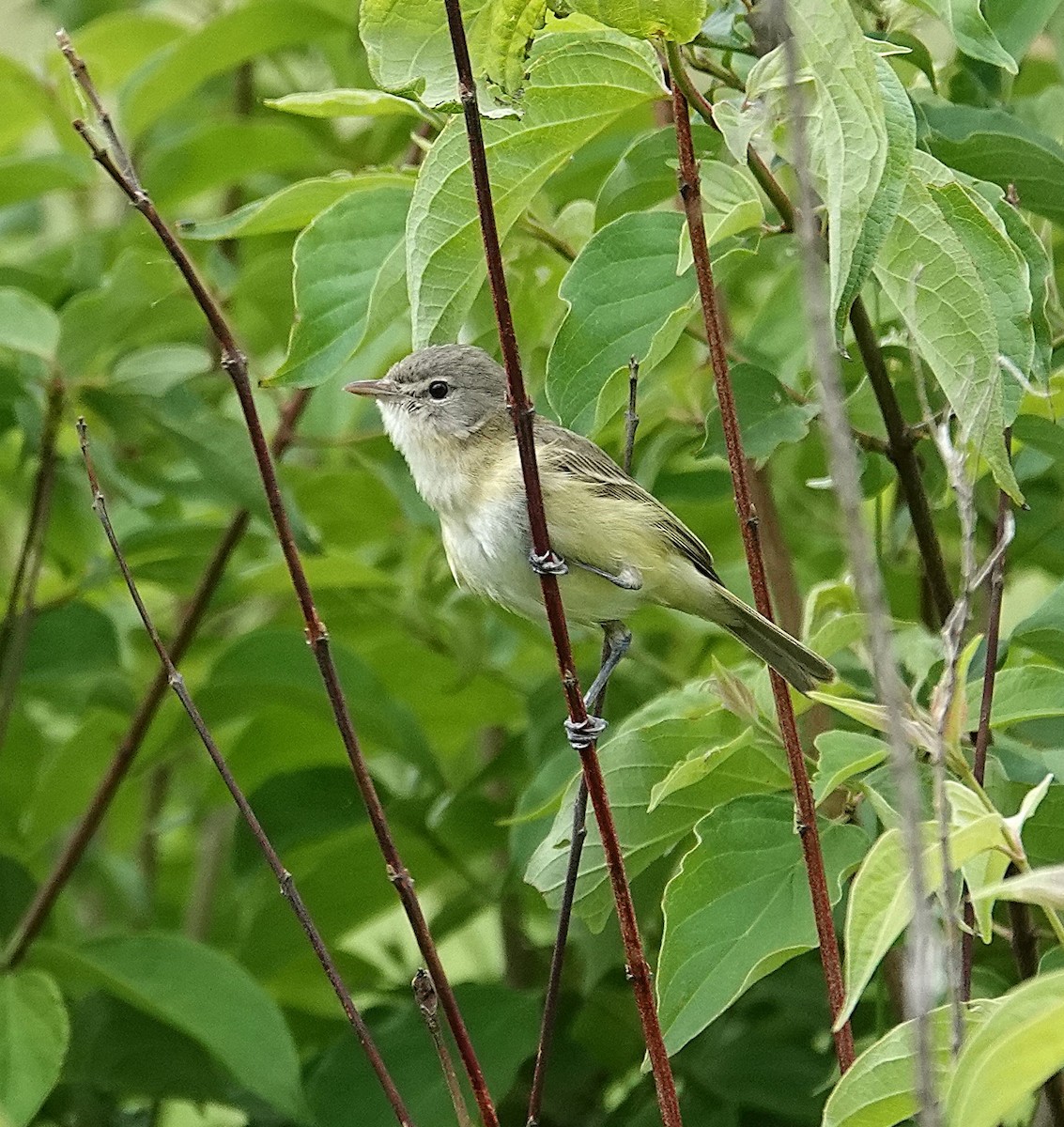 Bell's Vireo - ML636696477
