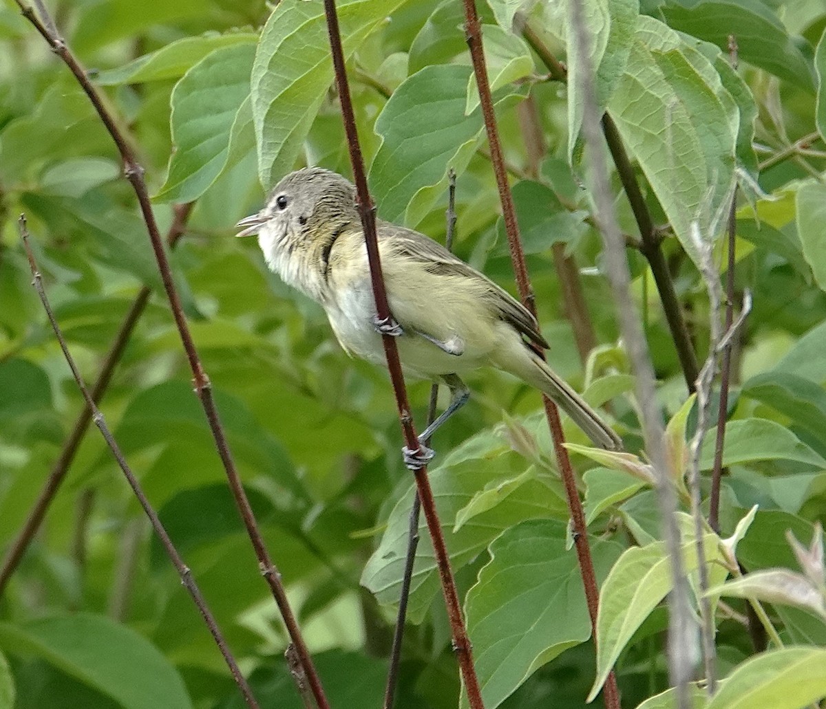 Bell's Vireo - ML636696495
