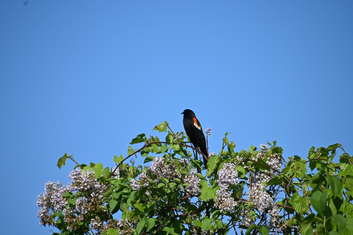 Red-winged Blackbird - ML636696626
