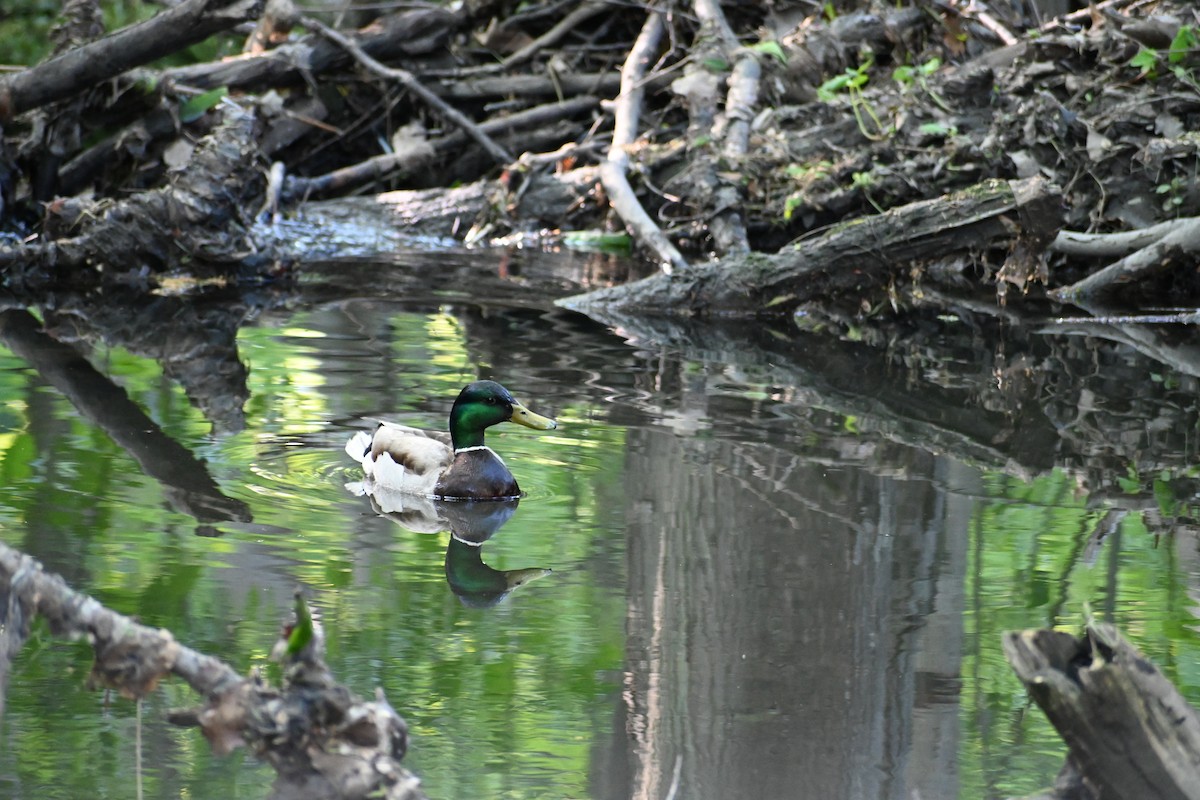 Mallard - ML636696652