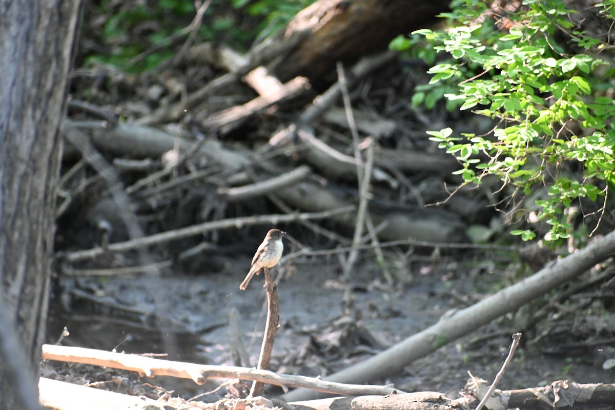 Eastern Phoebe - ML636696802