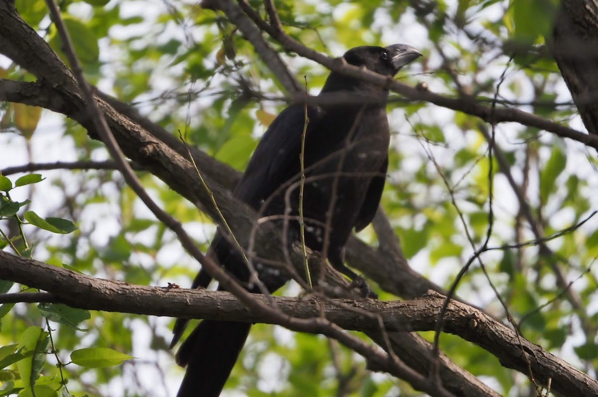 crow sp. - ML636696845