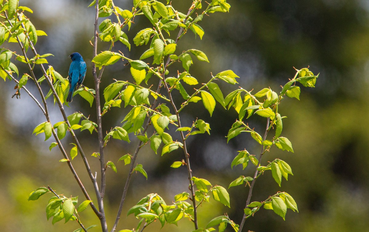 Indigo Bunting - ML636696872