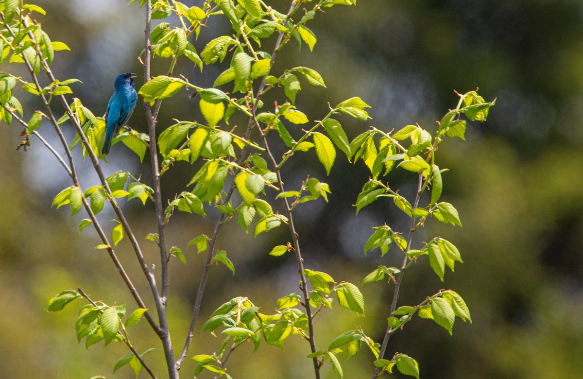 Indigo Bunting - ML636696873