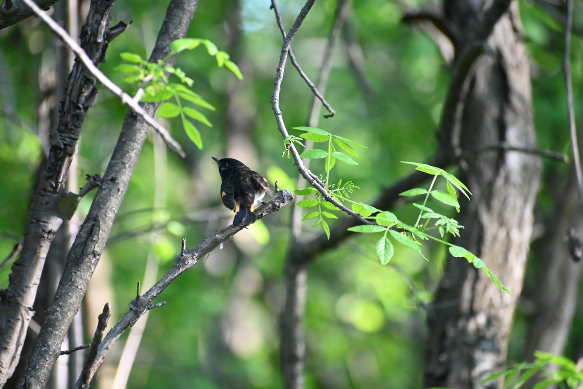 American Redstart - ML636696909
