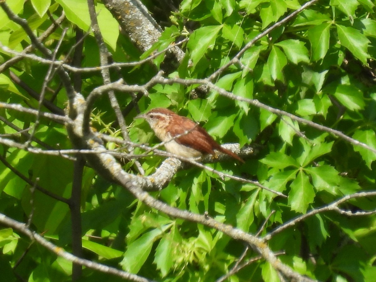 Carolina Wren - ML636696940