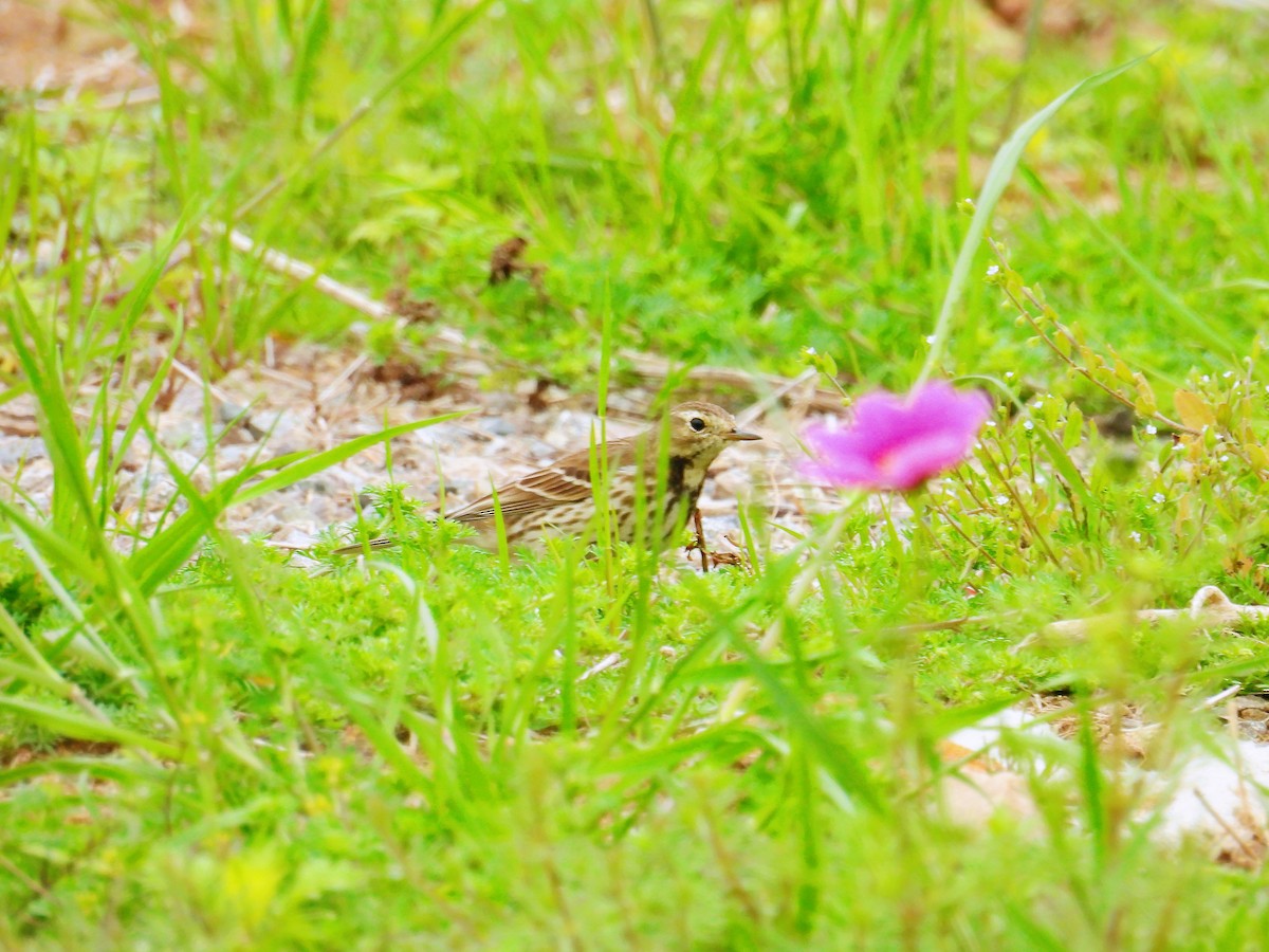 Siberian Pipit - ML636696941
