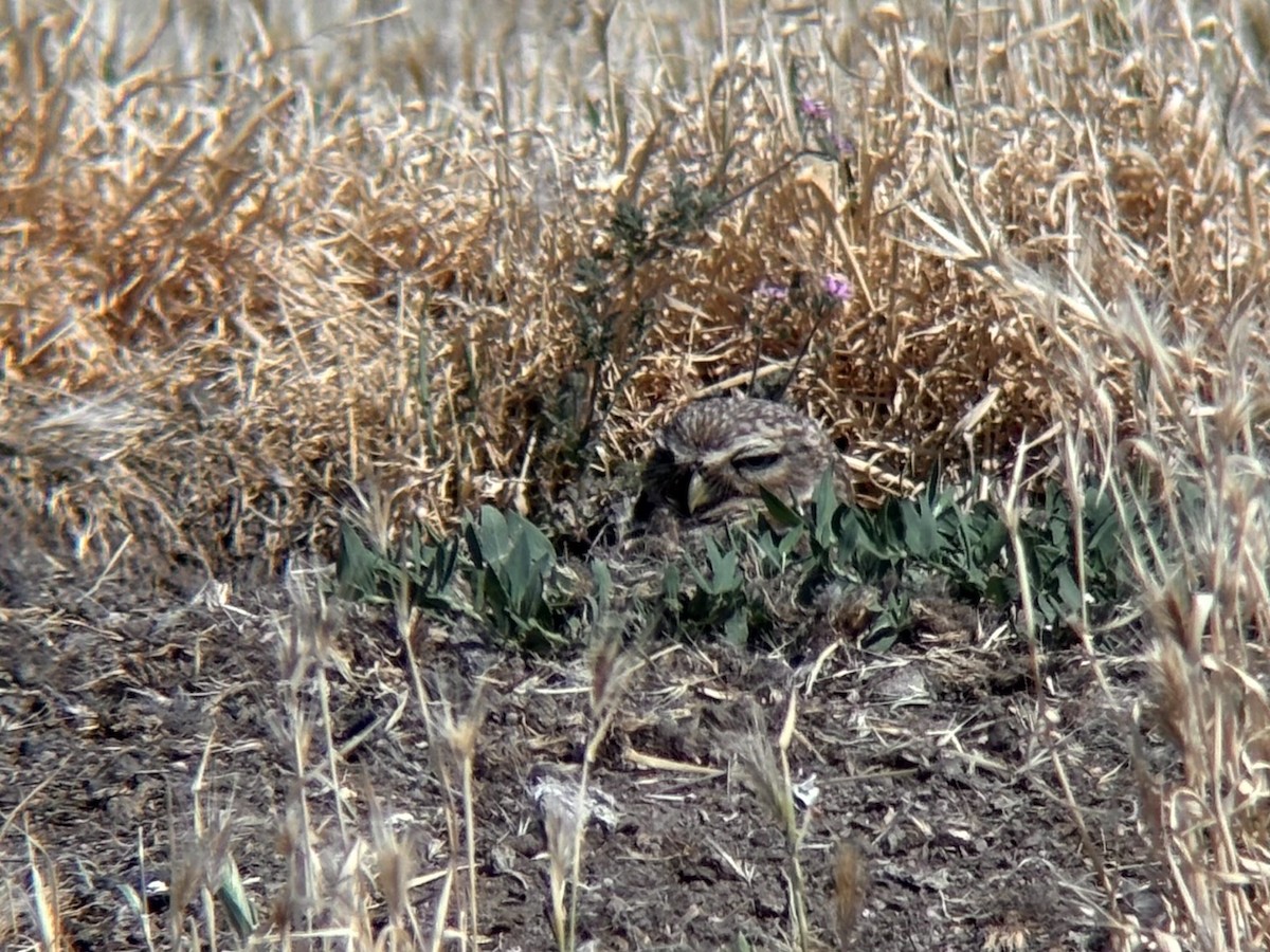 Burrowing Owl - ML636697021
