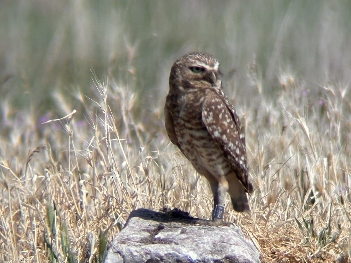 Burrowing Owl - ML636697022