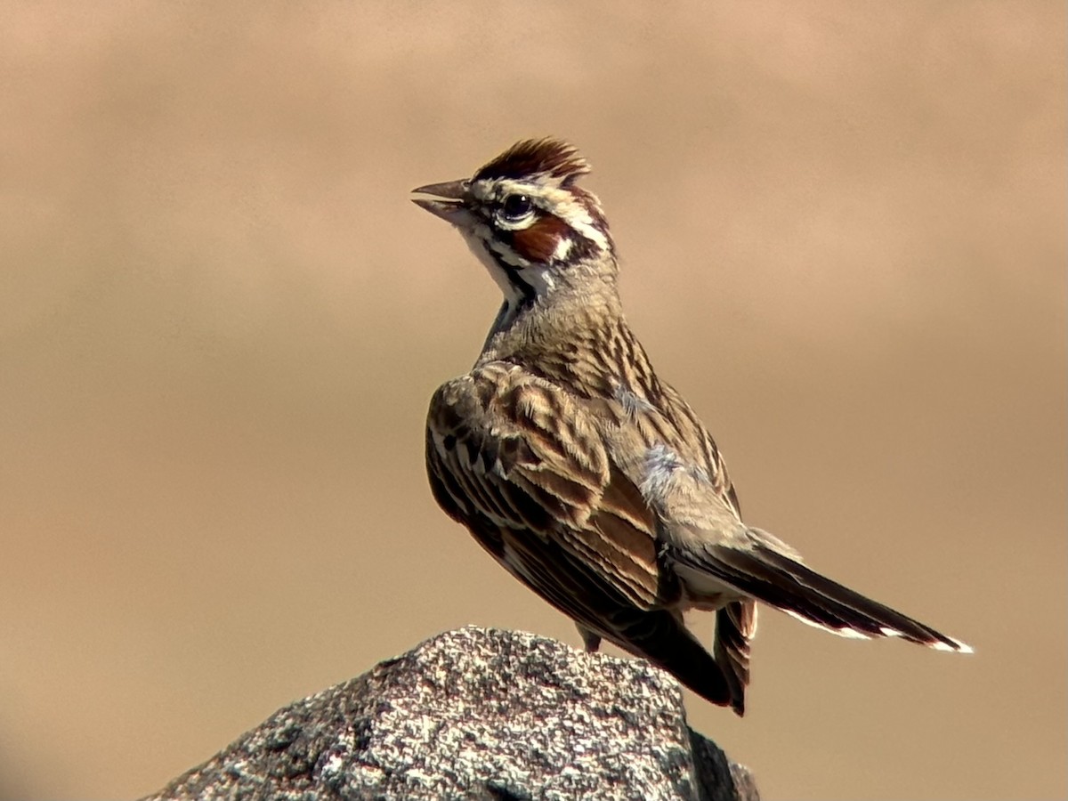 Lark Sparrow - ML636697055