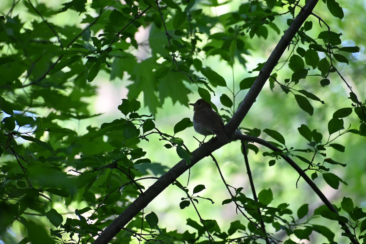 Veery - ML636697057