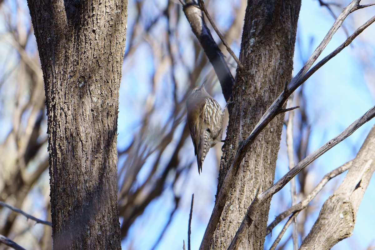 White-browed Treecreeper - ML636697131