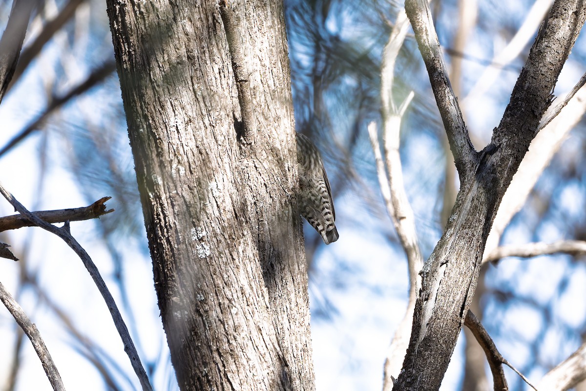 White-browed Treecreeper - ML636697146