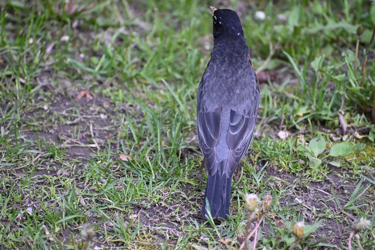 American Robin - ML636697250