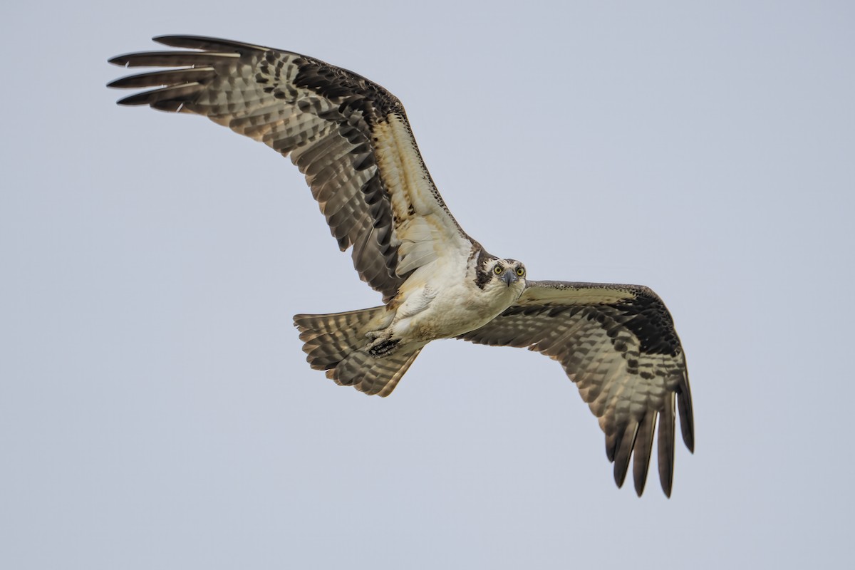 Balbuzard pêcheur - ML636697292