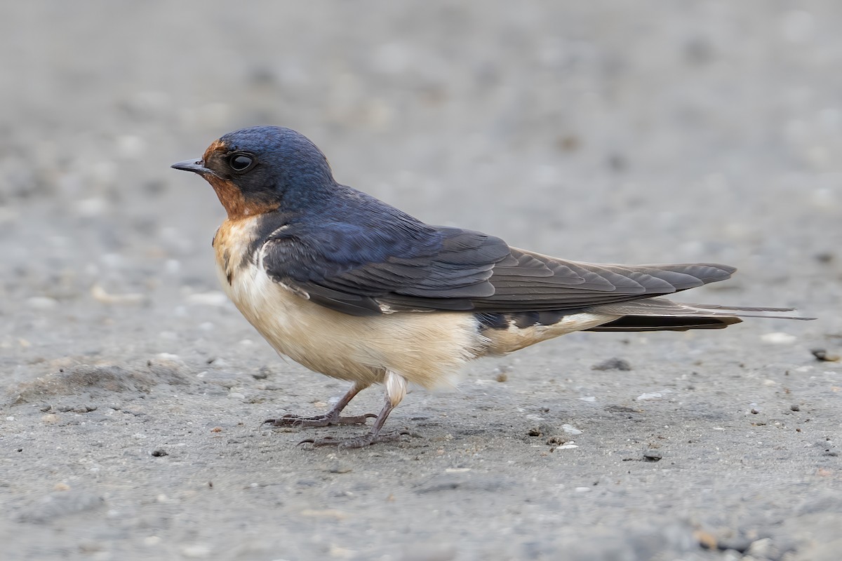Hirondelle rustique - ML636697329