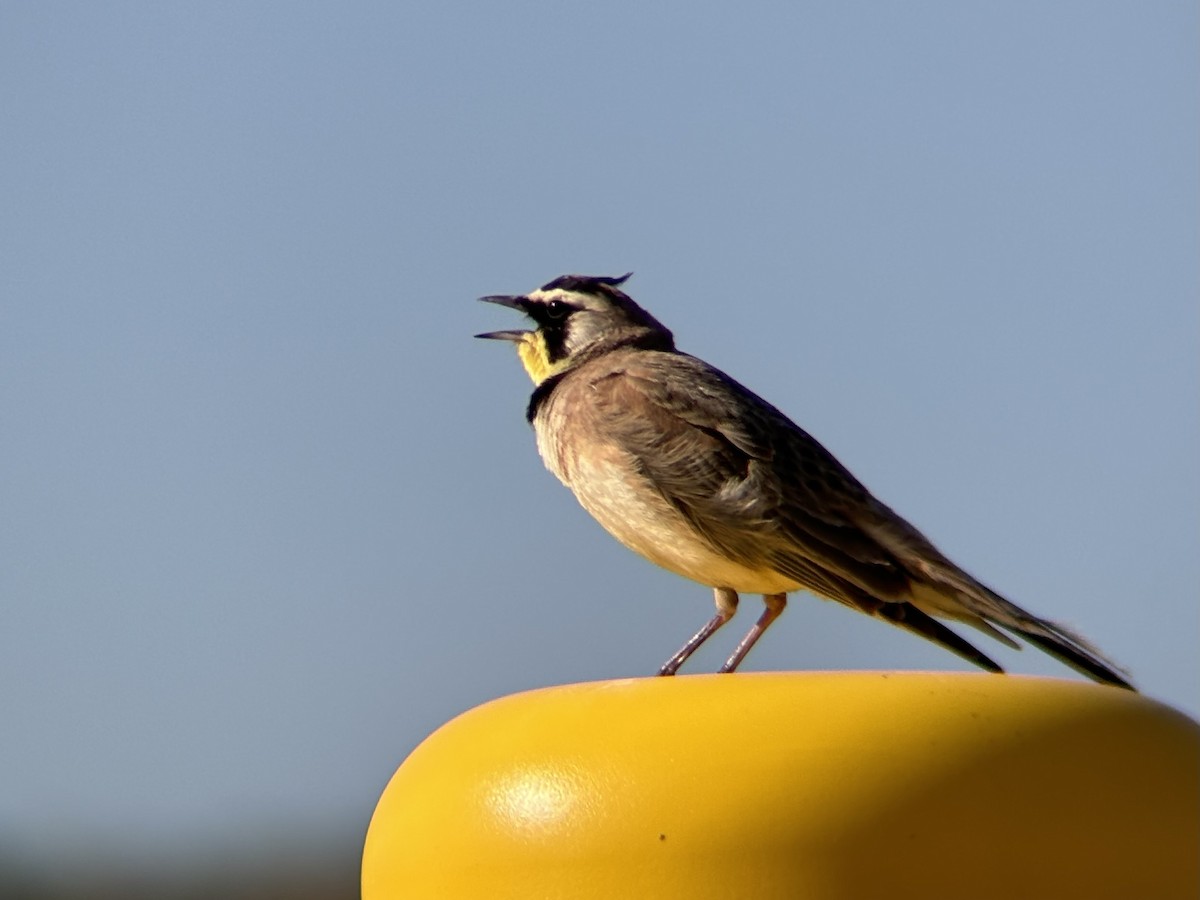 Horned Lark - ML636697336
