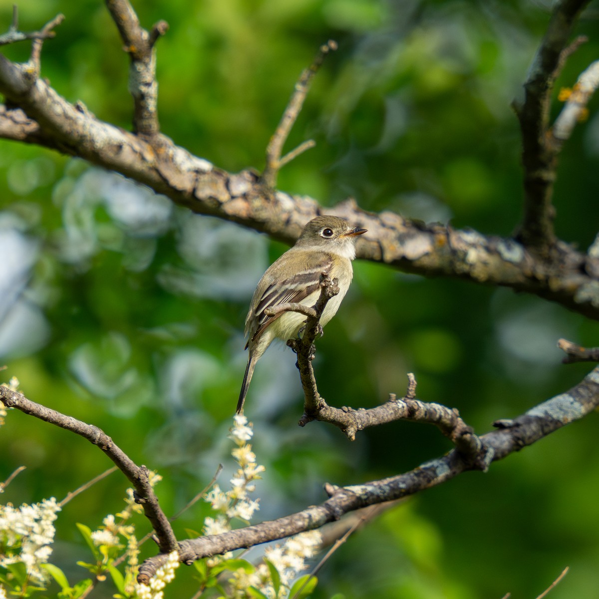 Least Flycatcher - ML636697397