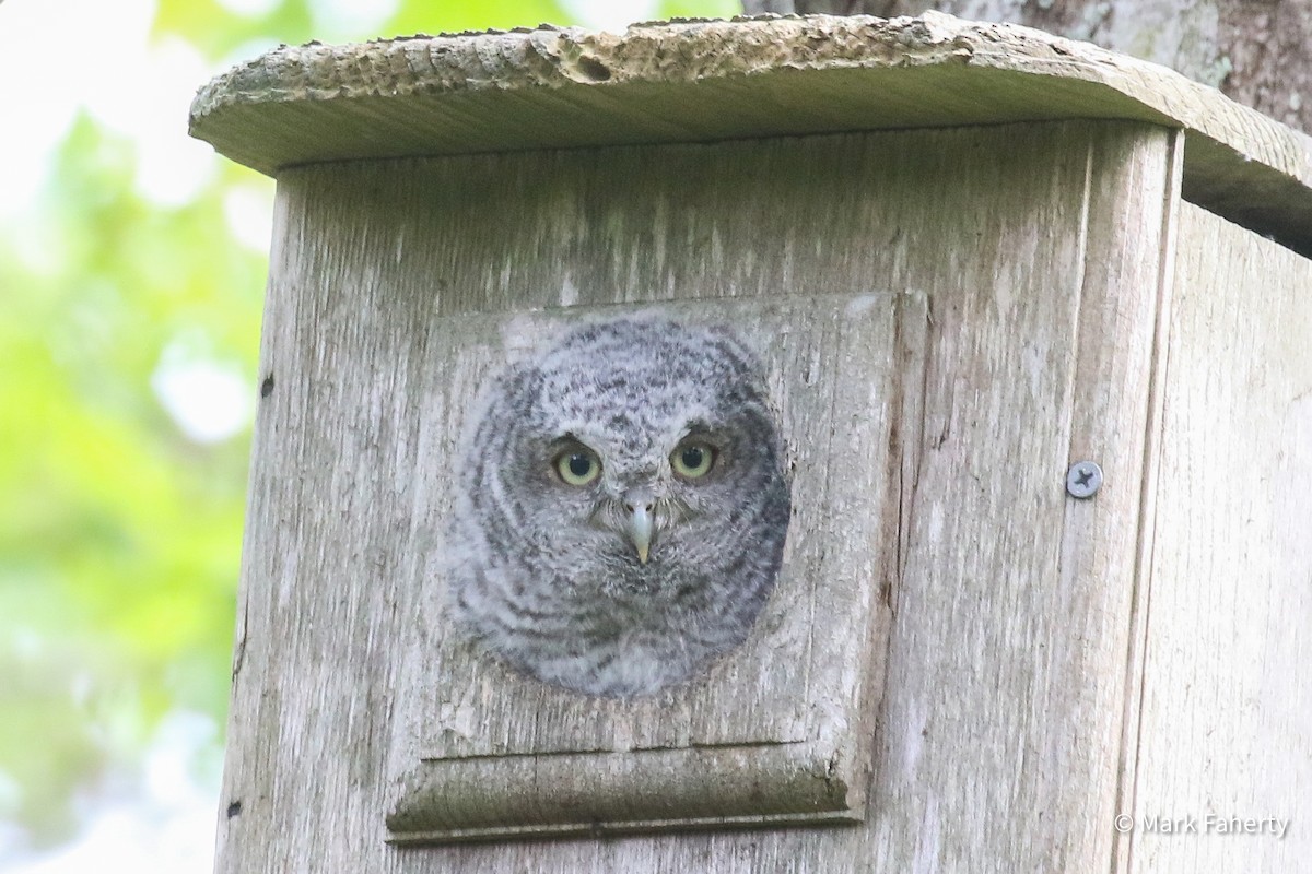 Eastern Screech-Owl - ML636697489