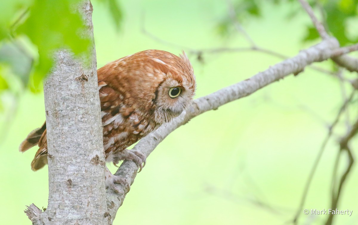 Eastern Screech-Owl - ML636697490
