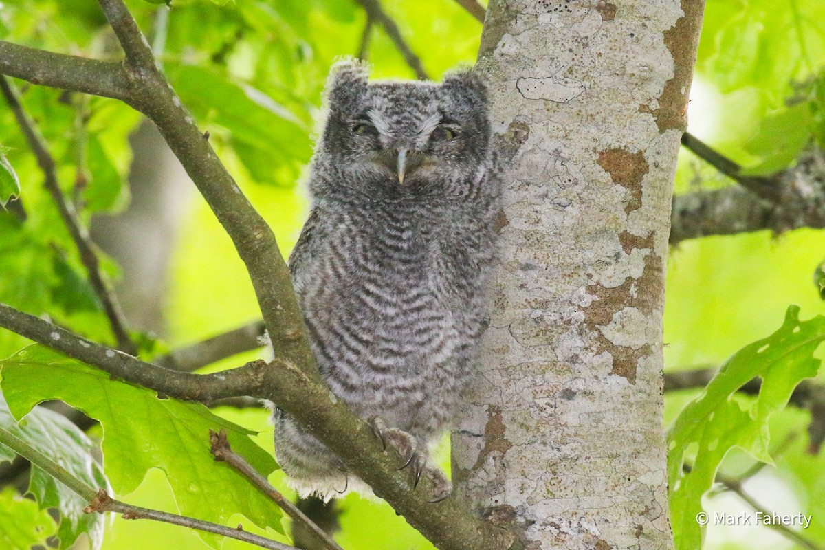 Eastern Screech-Owl - ML636697491