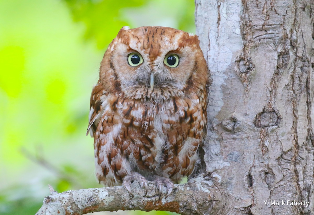 Eastern Screech-Owl - ML636697492