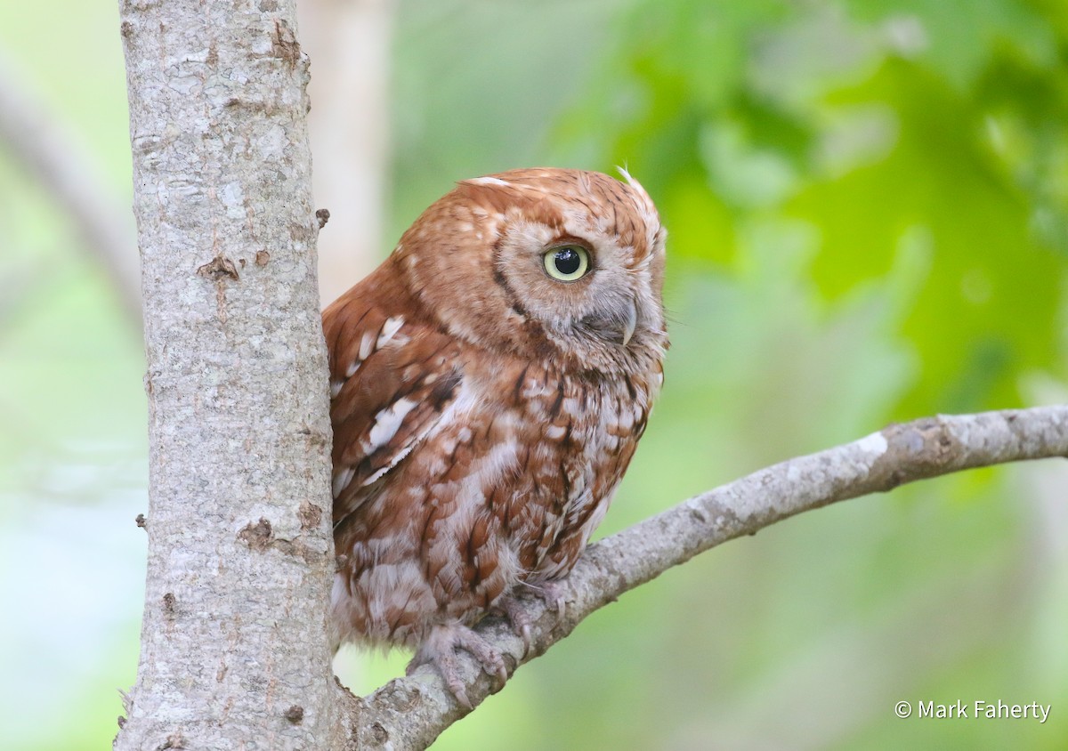 Eastern Screech-Owl - ML636697493