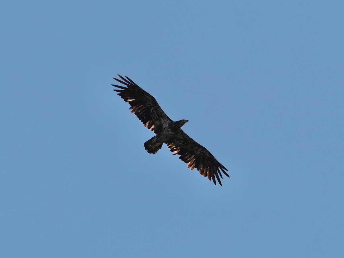 Bald Eagle - ML636697515
