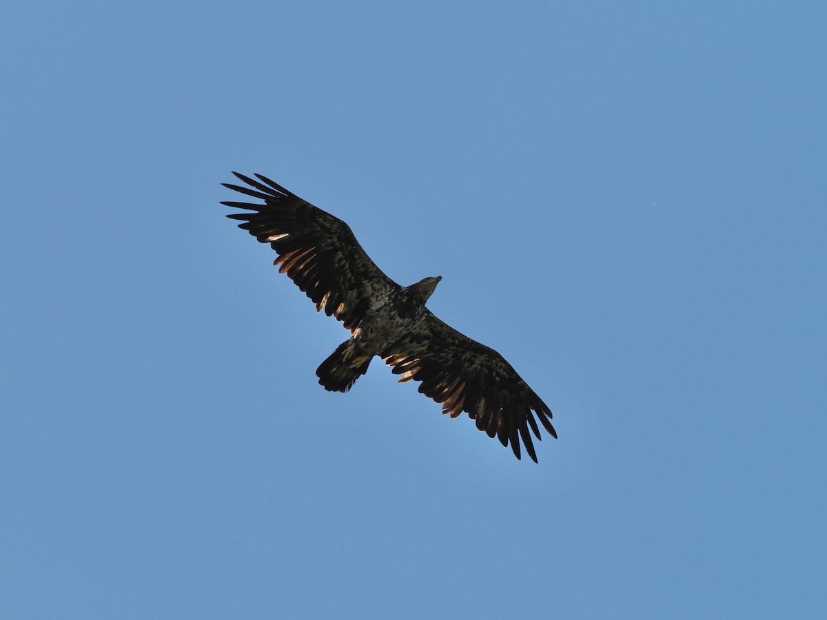 Bald Eagle - ML636697516