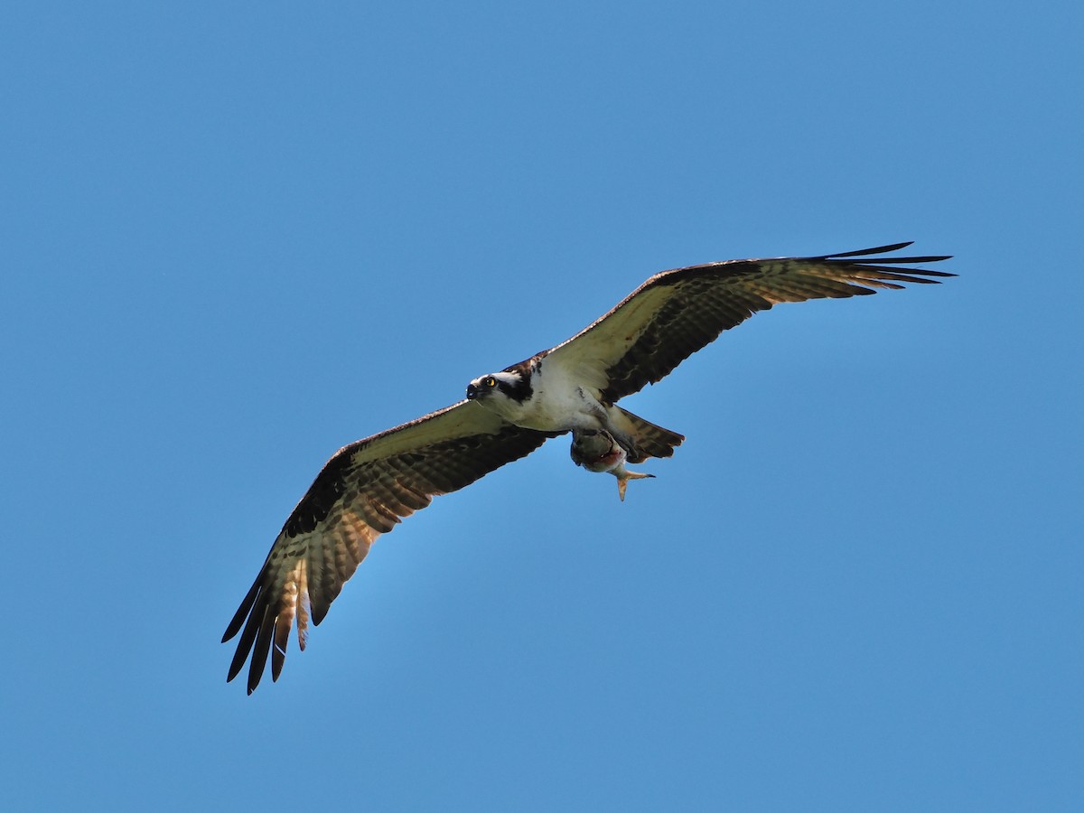 Osprey - ML636697528