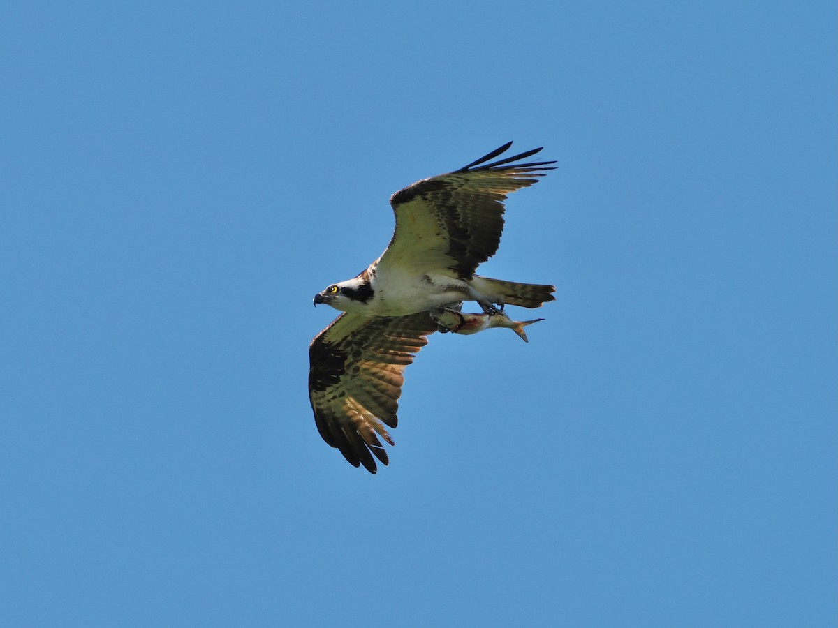 Osprey - ML636697529